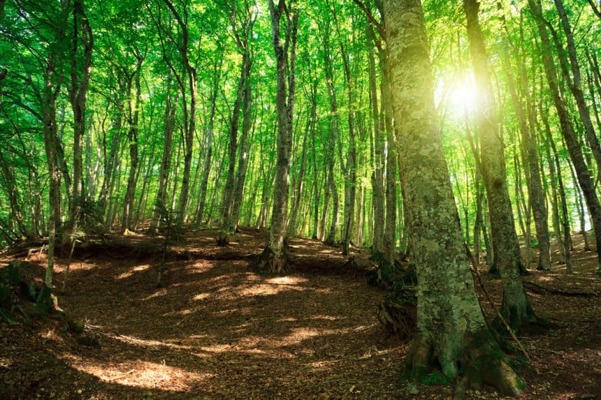 Aspromonten metsät hurmaavat keväisessä vihreydessään. Kuva: © Nata_rass | Dreamstime.com