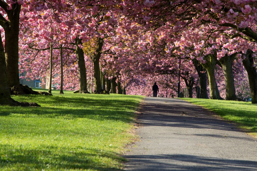 The Straysta löytyy keväisin vaaleanpunainen kirsikkaunelma. Kuva: © Steven Gill | Dreamstime.com