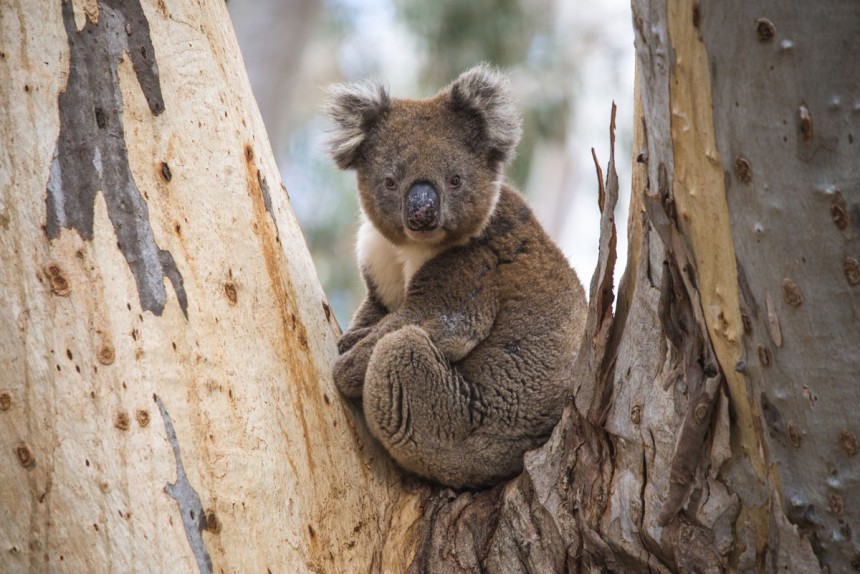 Kangaroo Islandilla on myös muita eläimiä kuten koaloja. Kuva: © David Dennis | Dreamstime.com