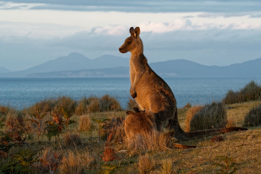 Tasmania on luontoystävän paratiisi. Kuva: © Martin Pelanek | Dreamstime.com