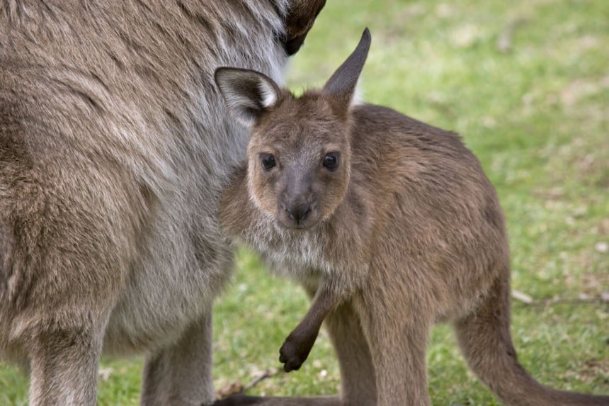 Saaren villieläinpuistossa voi päästä syöttämään suloisia kenguruita. Kuva: Ozflash | Dreamstime.com