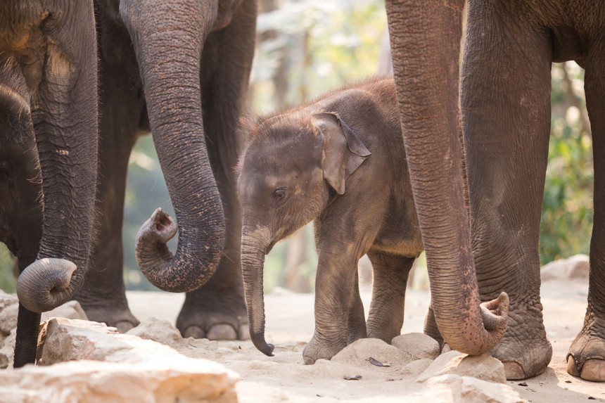 Turisteille suunnattuun norsuratsastukseen käytetyt norsut on erotettu poikasena emoistaan ja koulutettu väkivalloin. Kuva: © Karokrauzphotography - Dreamstime.com