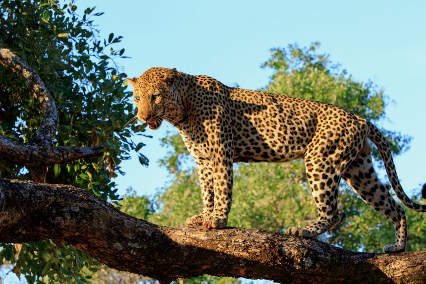 South Luangwan kansallispuistossa Sambiassa on helppo nähdä esimerkiksi ylväitä leopardeja. Kuva: Paula Joyce | Dreamstime.com