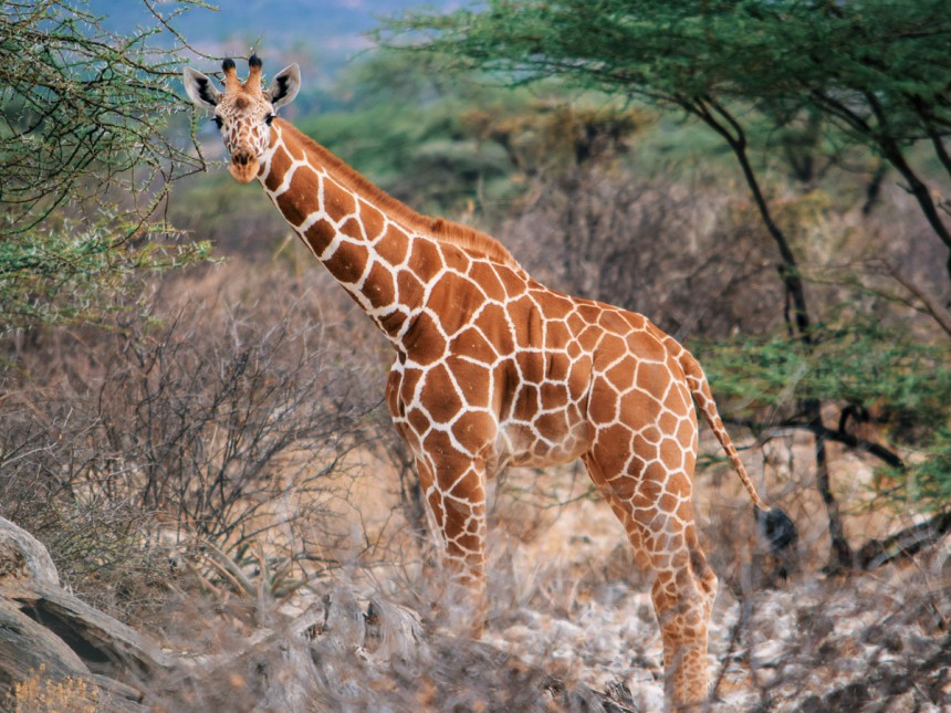 Verkkokirahvi kuuluu Samburun alueen 'special five' -eläinviisikkoon. Kuva: Martin Mwaura | Dreamstime.com