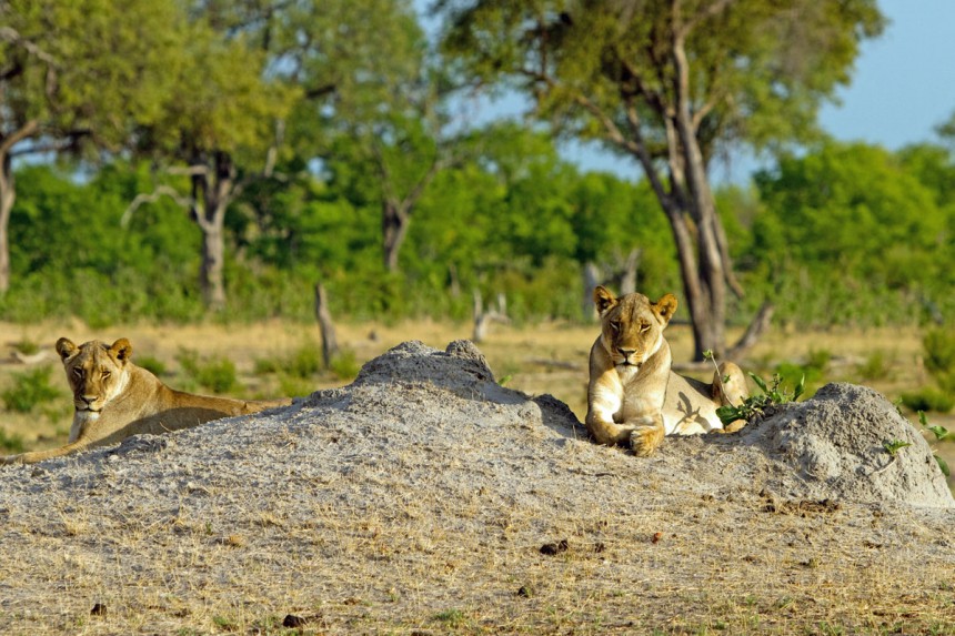 Hwangen kansallispuistoa pidetään yhtenä parhaista paikoista bongata suuria petoeläimiä kuten leijonia. Kuva: Paula Joyce | Dreamstime.com