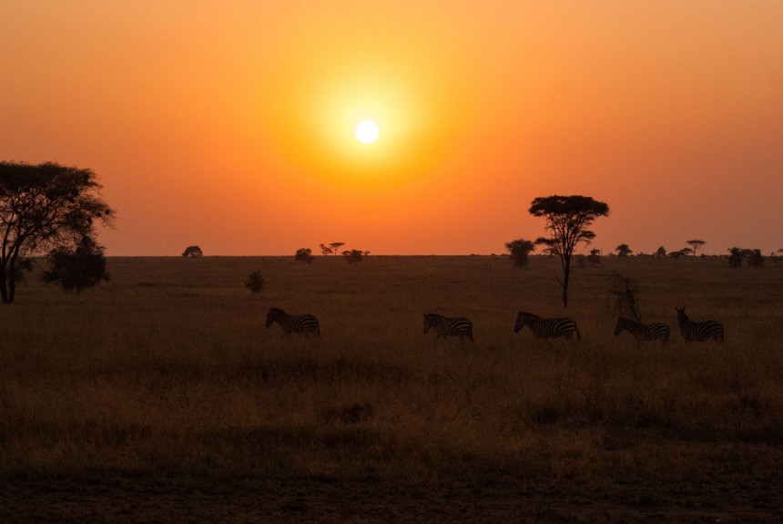 Tansanian Serengeti laajoine savanneineen on maailman kuuluisimpia kansallispuistoja. Kuva: Koenvandoors | Dreamstime.com