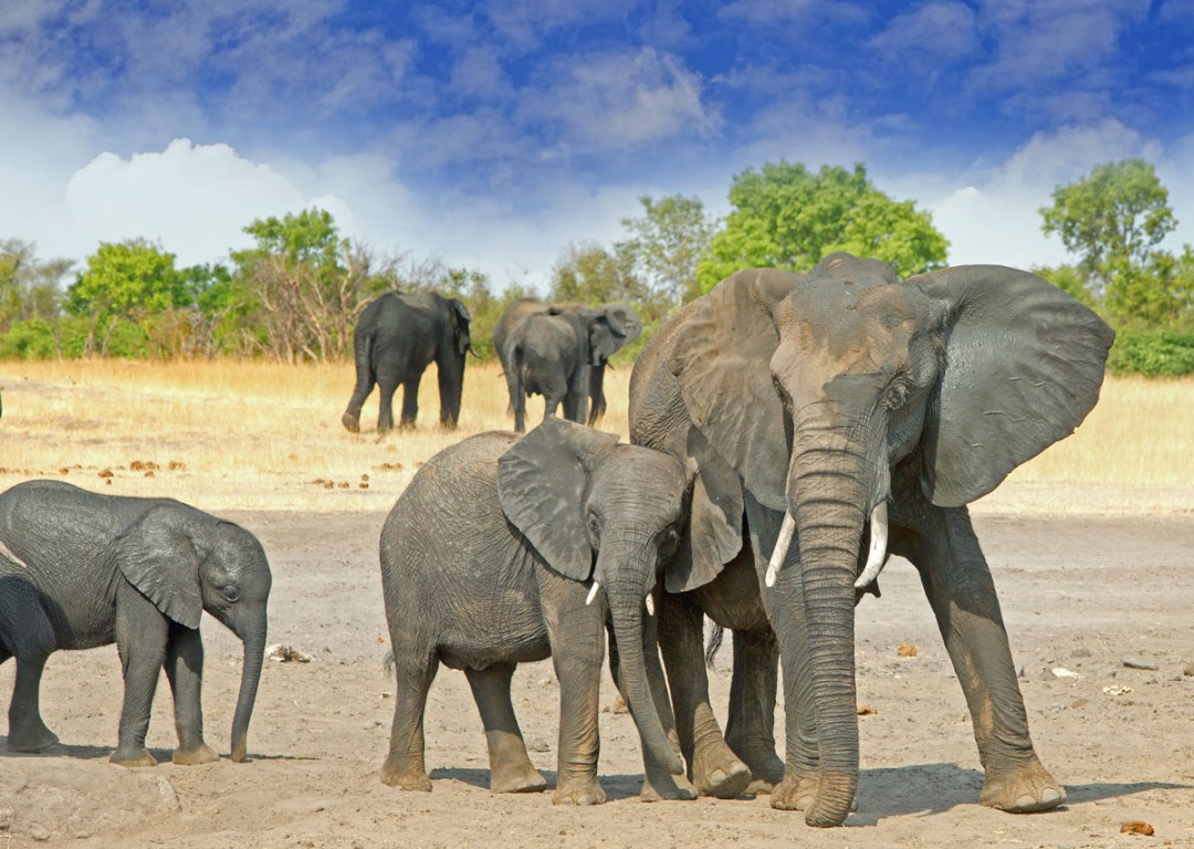 Afrikan safarista norsuineen unelmoi moni luonnonystävä. Kuva: Paula Joyce | Dreamstime.com