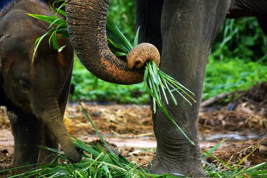 Elephant Valley Project suojelee Kambodzan norsuja. Kuva: © Michel Arnault | Dreamstime.com