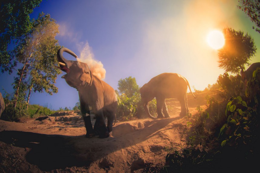 Ihaile norsuja kauempaa - älä mene norsuratsastukselle! Kuva: © Pablo Hidalgo - Dreamstime.com