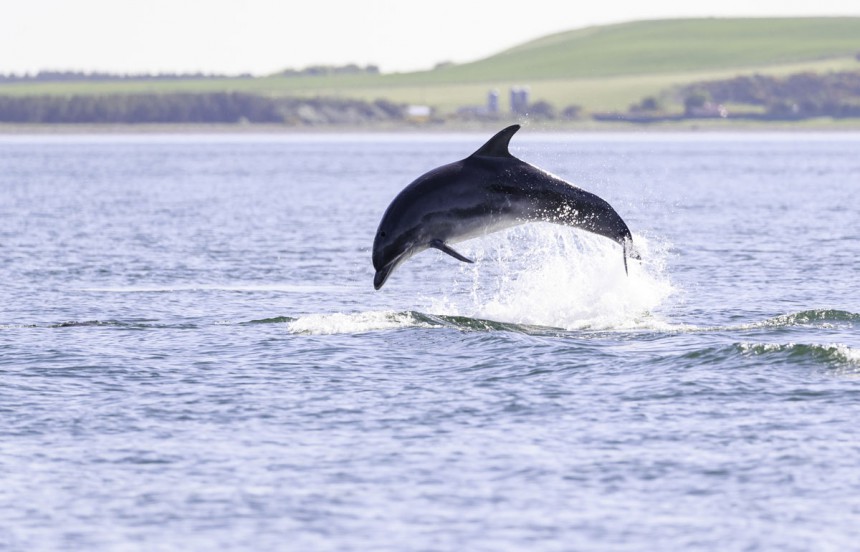 Delfiinin näkeminen luonnollisessa ympäristössään on upea elämys. Kuva: © Jamiemuny | Dreamstime.com