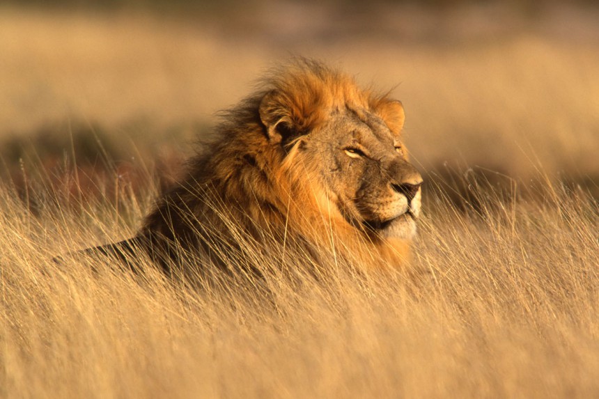 Leijonat ovat onnellisempia luonnossa kuin turistien halittavina. Kuva: © Ecophoto | Dreamstime.com
