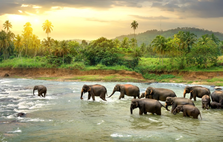 Villinorsuja ylittämässä jokea Sri Lankassa. Kuva: Givaga | Adobe Stock