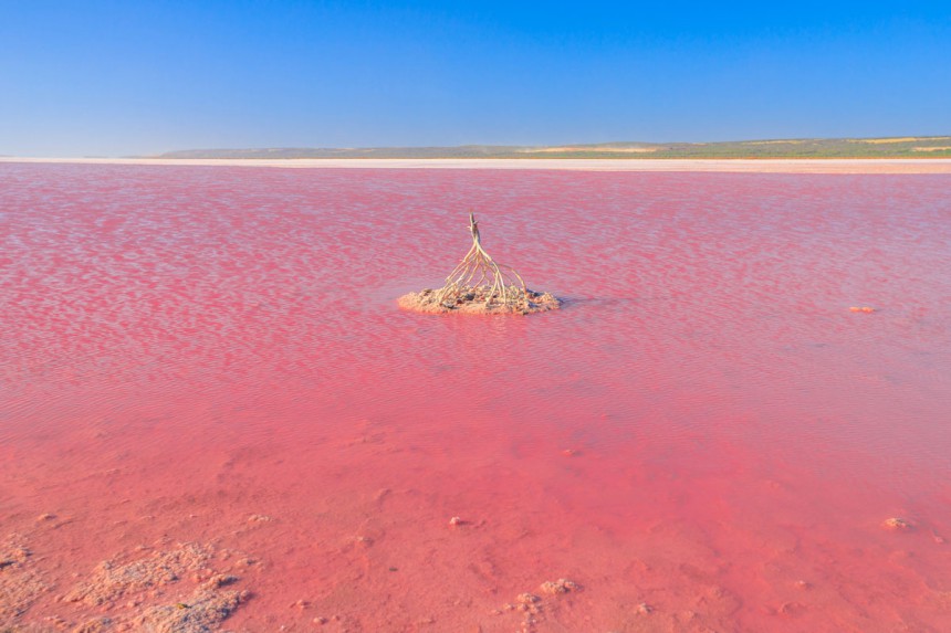Länsi-Australiassa sijaitseva Hutt Lagoon on hämmentävän pinkki. Kuva: © Bennymarty | Dreamstime.com