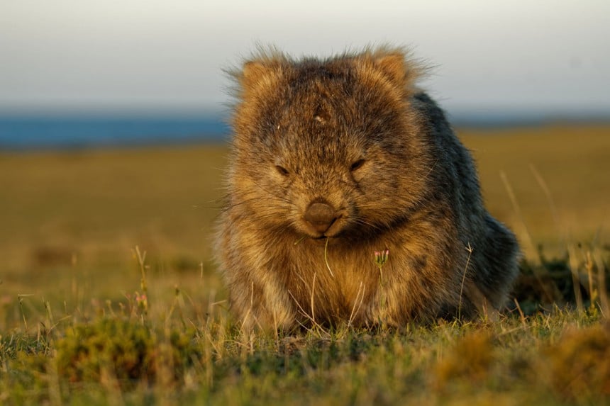 Kukapa haluaisi sanoa vastaan yhteiskuvalle suloisen vompatin kanssa! Kuva: © Martin Pelanek | Dreamstime.com