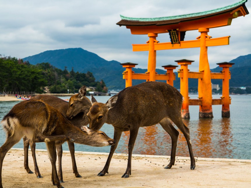 Japanin Miyajimassa voi nähdä kesyjä peuroja. Kuva: © Ioana Grecu | Dreamstime.com