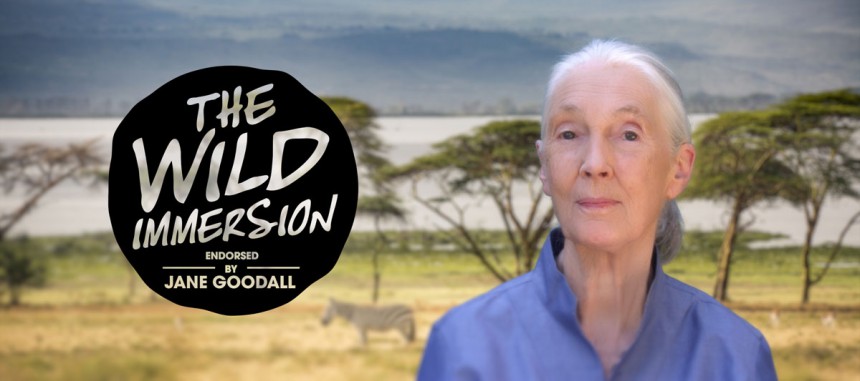 Jane Goodall -instituutin tukema virtuaalinen eläinpuisto avataan Helsingissä