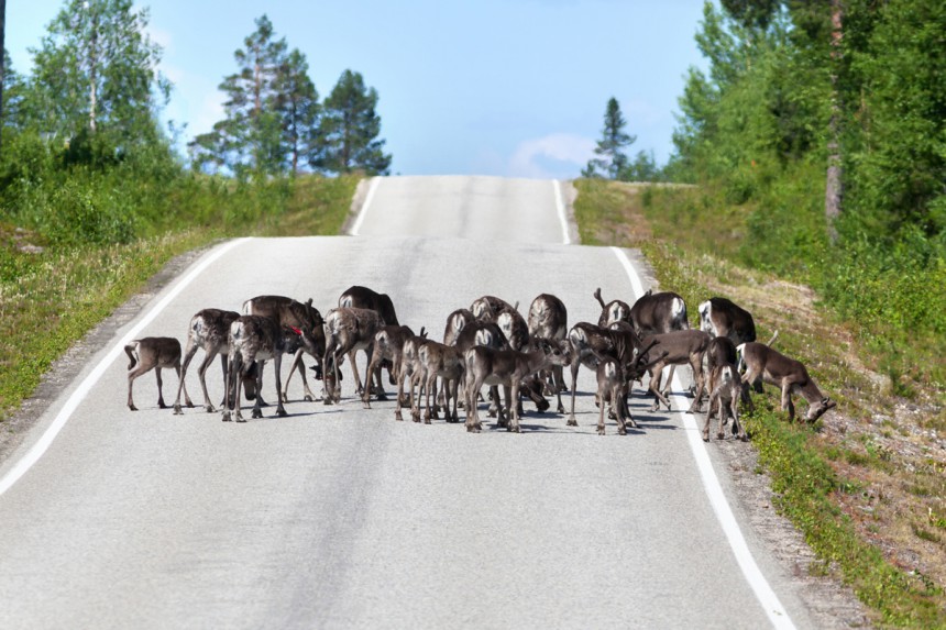 Suloisten porojen kohtaaminen on varmasti monelle turistille elämys. Kuva: Tero Hakala | Dreamstime.com