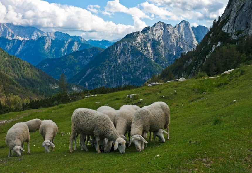 Triglavin kansallispuistossa paimentaa myös lampaita. Kuva: Jay Beiler – Dreamstime.com